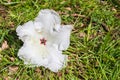 White Flower Petals Fallen on Ground Royalty Free Stock Photo