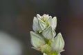 White flower petals,perfectly shaped.Soon to be louding flower\'s.