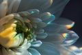 White flower petals in spectacular rainbow light. Detailed beautiful macro photo.