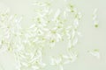 White flower petals in water and milk bath. Minimalist still life. Nature horizontal background Royalty Free Stock Photo