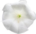 White flower petunia isolated on white background
