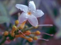 White flower