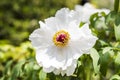 White flower Royalty Free Stock Photo