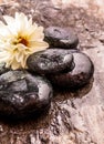 White Flower on Pile of Smooth Wet River Stones Royalty Free Stock Photo