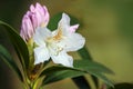 White flower and pink bud of an azalea shrub, genus Rhododendron, blooming in spring, natural green background copy space, Royalty Free Stock Photo