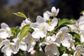 White flower and pink Bud on the branch of Apple blossom in the spring, summer the concept of the garden Royalty Free Stock Photo