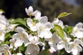 White flower and pink Bud on the branch of Apple blossom in the spring, summer the concept of the garden Royalty Free Stock Photo