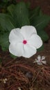 White flower