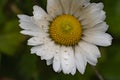 A white flower on a plant Royalty Free Stock Photo