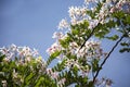 White flower plant and pink floral tree with blue sky background