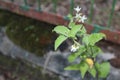 Portrait Image of white flower plant Royalty Free Stock Photo