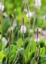 White flower Plantago Media