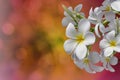 White flower plumeria bunch on bokeh pink background Royalty Free Stock Photo