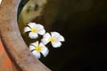 White flower plumeria on water in clay jug with copy space - Spa concept background Royalty Free Stock Photo