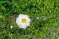 White Flower poppy flowering on background poppies flowers.