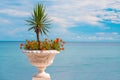 White flower pot with flowers and decorative palm on the background of the azure sea and sky Royalty Free Stock Photo