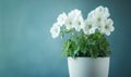 A white flower pot with white flowers in it Royalty Free Stock Photo