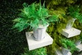 White flower pot green plant