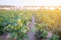 White flower of potato on the potato green field background at sunset. Royalty Free Stock Photo