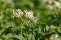 The white flower of a potato plant solanum tuberosum Royalty Free Stock Photo