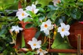 White flower in pots. Dipladenia, Mandevilla sanderi.