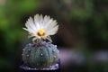 Pumpkin cactus flower, white petals and yellow pollen