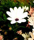 White flower with a purple center