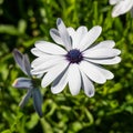 White flower with purple center of Osteospermum fruticosum. Cape daisy (Dimorphotheca ecklonis or Osteospermum) Royalty Free Stock Photo