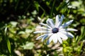 White flower with purple center of Osteospermum fruticosum. Cape daisy (Dimorphotheca ecklonis or Osteospermum) Royalty Free Stock Photo