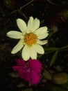 White flower with purple flower under