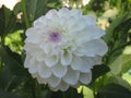 White flower with a purple hart