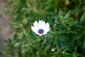 White flower with purple polen