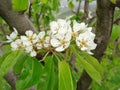 Pyrus communis branch with white flower