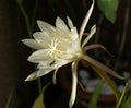 Big white flower of Queen of the Night Epiphyllum oxypetalum Royalty Free Stock Photo