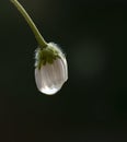 White flower with rain drop isolated in dark background Royalty Free Stock Photo