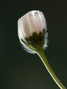 White flower with rain drop isolated in dark background Royalty Free Stock Photo