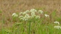 White flower after the rain in the field