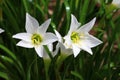 White flower rain lily or fairy lily blooming on the flower garden and yellow pollen in the middle. Green leaves like onion leave Royalty Free Stock Photo
