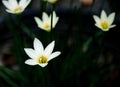 White flower Rain lily zephyranthes