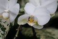 White Flower in the rainforest Royalty Free Stock Photo