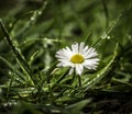 White flower after rainy hour Royalty Free Stock Photo