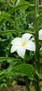 White flower rainy season water drop