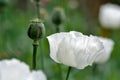 White flower and raw capsule of poppy