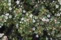 Cotoneaster microphyllus in bloom