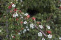 Cotoneaster microphyllus in bloom