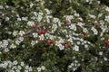 Cotoneaster microphyllus in bloom