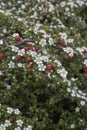 Cotoneaster microphyllus in bloom