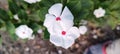 White flower with red middle colour green leaves Royalty Free Stock Photo