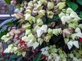 White flower with red tips commonly known as bleeding heart vine plant in the garden Royalty Free Stock Photo