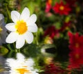 White flower reflected in water surface. Royalty Free Stock Photo